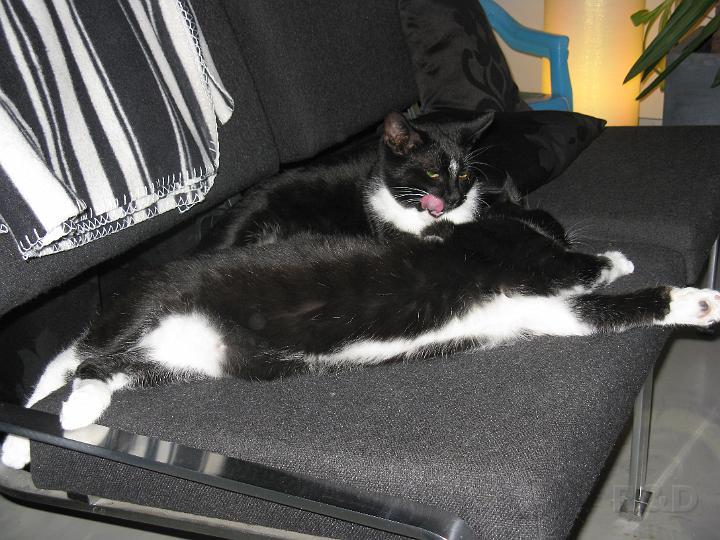 Spike & Zoey 25 oktober 2008 (5).JPG